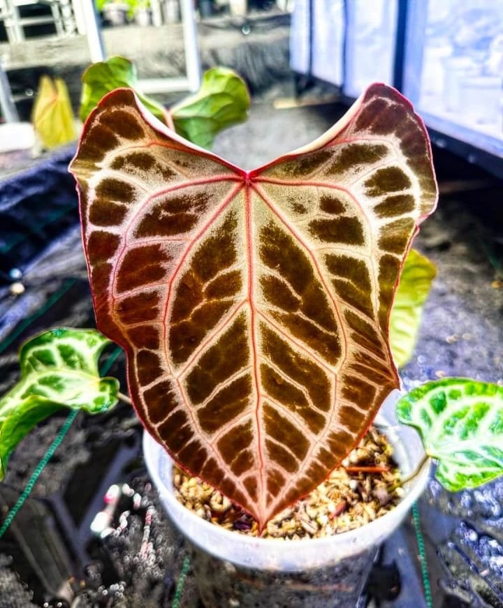 Anthurium muklis